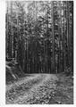 road of crushed rock through tall stand coniferous forest