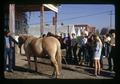 Horse judging class, Oregon State University, Corvallis, Oregon, circa 1972