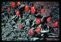 Red tulips, Corvallis, Oregon, circa 1970