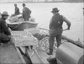 Men shoveling smelt from boat bottoms into boxes at Columbia River Smelt Co., Kelso, WA