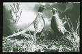 Adult Ring-necked Pheasants