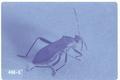 Alydus conspersus (Broad-headed bug)