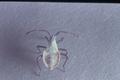 Anasa tristis (Squash bug)