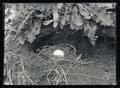 Kaeding's petrel nest
