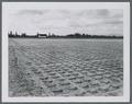 General view of how Crop Science nursery was managed to place selection pressure on survival, circa 1950