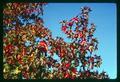 Gum trees in fall, Corvallis, Oregon 1967