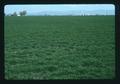 Grass seed field, Linn County, Oregon, April 1975