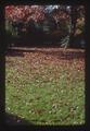 Oak leaves on lawn at home, Corvallis, Oregon, 1975