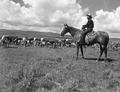 Joe Oliver on horseback, Grant County, Oregon