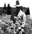 County Agent, Ron Davis, looks at a field of tansy