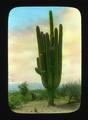 Giant cactus on the Apache Trail, Arizona