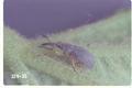 Apion longirostre (Hollyhock weevil)