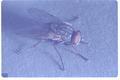 Stomoxys calcitrans (Stable fly)