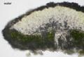 Lecanora rupicola