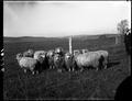 Angora goats.