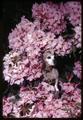 Shorty in Azor rhododendron, Corvallis, Oregon, circa 1965