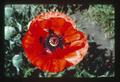 Closeup of bee on poppy, Corvallis, Oregon, 1977