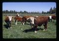 Hereford cattle at Priddy Holmes Ranch, Redmond, Oregon, circa 1972