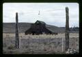 Old stage coach barn, Wheeler County, Oregon, circa 1973