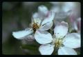 Closeup of bee on apple blossom, Oregon, May 1975