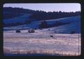 Cow feeding in snow, Baker County, Oregon, 1975