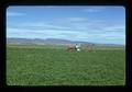 EZ Rain sprinkler pulled by tractor in Section 5, Eastern Oregon Experiment Station, Burns, Oregon, 1975