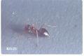Prenolepis imparis (False honey ant)