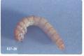 Tenebrio molitor (Yellow mealworm)