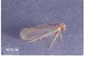 Tinea pellionella (Casemaking clothes moth)