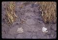 Samples of beans from two varieties on ground, 1966