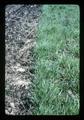 Ryegrass controlled with paraquat in peppermint, 1981