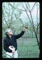 Mel Westwood examining delayed bloom, Corvallis, Oregon, 1975