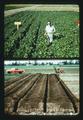 Composite of faculty member in test plot and trough irrigation plot, 1975