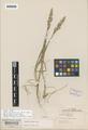 Agrostis exarata Trin. var. littoralis Vasey
