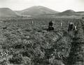 Harvesting potatoes, Klamath County, Oregon