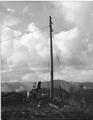 View of a wooden spar tree that has been rigged for highlead logging