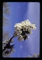 Closeup of cherry flower, Oregon, circa 1973