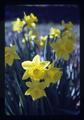 Daffodils in Henderson yard, Corvallis, Oregon, May 1973