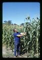 Tom Davidson and silage corn, Oregon State University, circa 1971