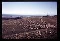 Rodie sheep, New Zealand, circa 1971