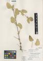 Sidalcea stipularis Howell & True