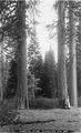 Oregon (Ponderosa?) pine, Klamath County, Oregon