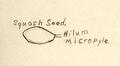 Illustration of a squash seed found in Victor's class notes, circa 1920