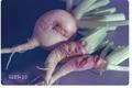 Delia radicum (Cabbage maggot)