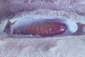 Laspeyresia pomonella (Codling moth)