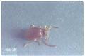 Ptinus clavipes (Brown spider beetle)