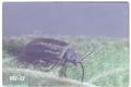 Pyrrhalta punctipennis (Willow leaf beetle)
