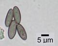 Phaeocalicium compressulum