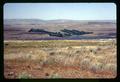 Windbreaks and orchards along Washington side of Columbia River, May 1968