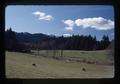 Sheep, trees, and pasture, Oregon, 1976